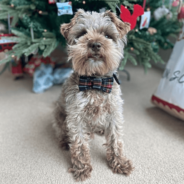 Dog Bow Ties - Navy Blue Plaid